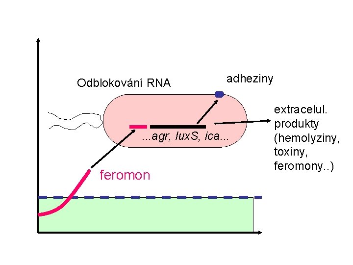 Odblokování RNA adheziny . . . agr, lux. S, ica. . . feromon extracelul.
