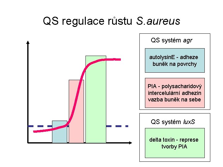 QS regulace růstu S. aureus QS systém agr autolysin. E - adheze buněk na