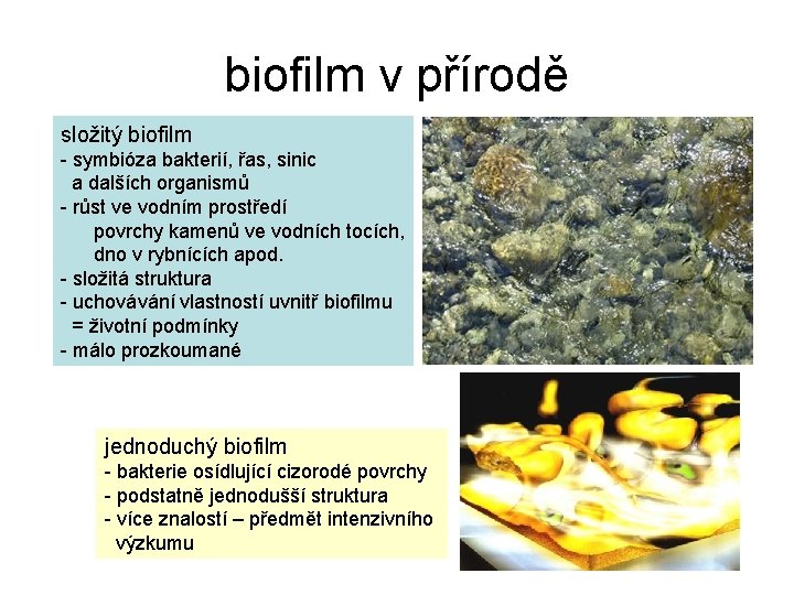 biofilm v přírodě složitý biofilm - symbióza bakterií, řas, sinic a dalších organismů -