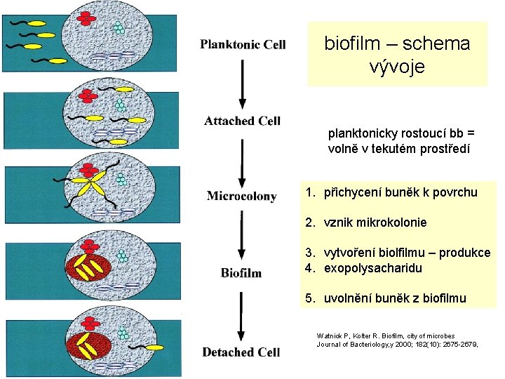 biofilm – schema vývoje planktonicky rostoucí bb = volně v tekutém prostředí 1. přichycení
