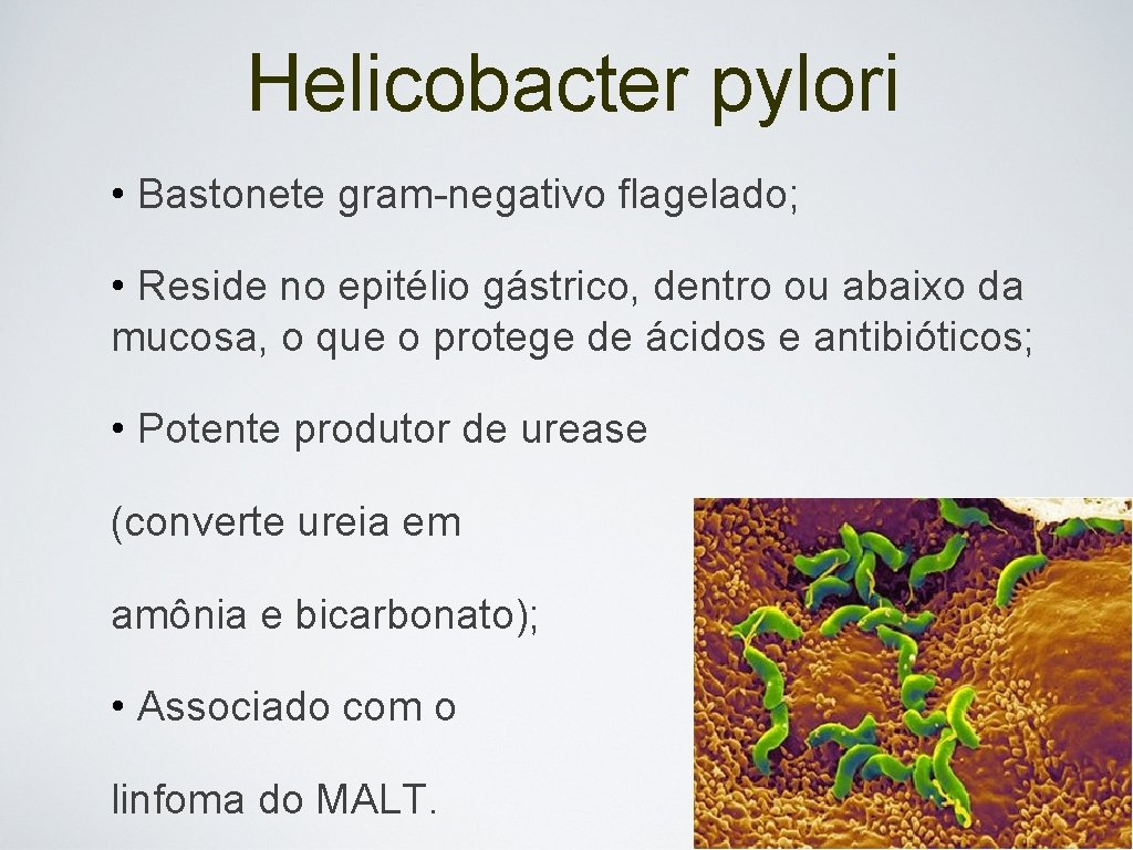 Helicobacter pylori • Bastonete gram-negativo flagelado; • Reside no epitélio gástrico, dentro ou abaixo