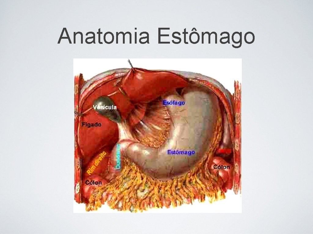 Anatomia Estômago 