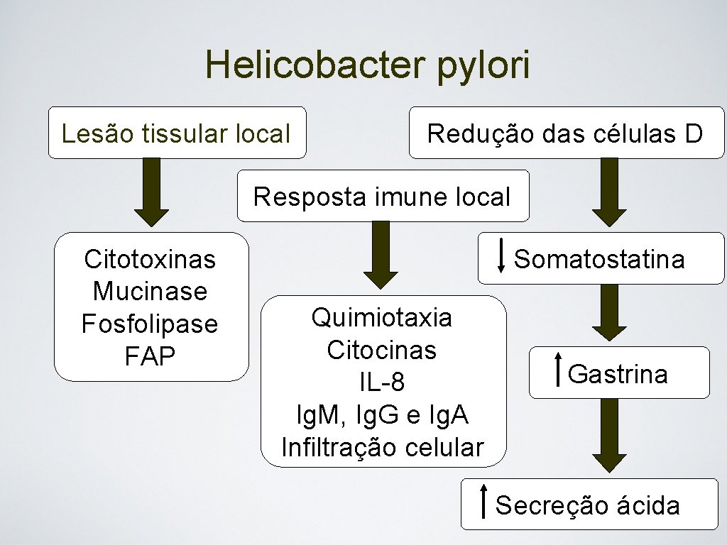 Helicobacter pylori Lesão tissular local Redução das células D Resposta imune local Citotoxinas Mucinase