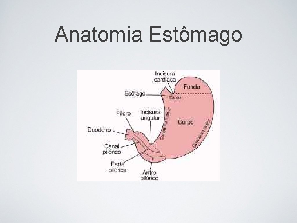 Anatomia Estômago 