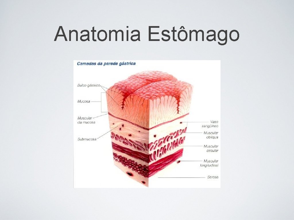 Anatomia Estômago 