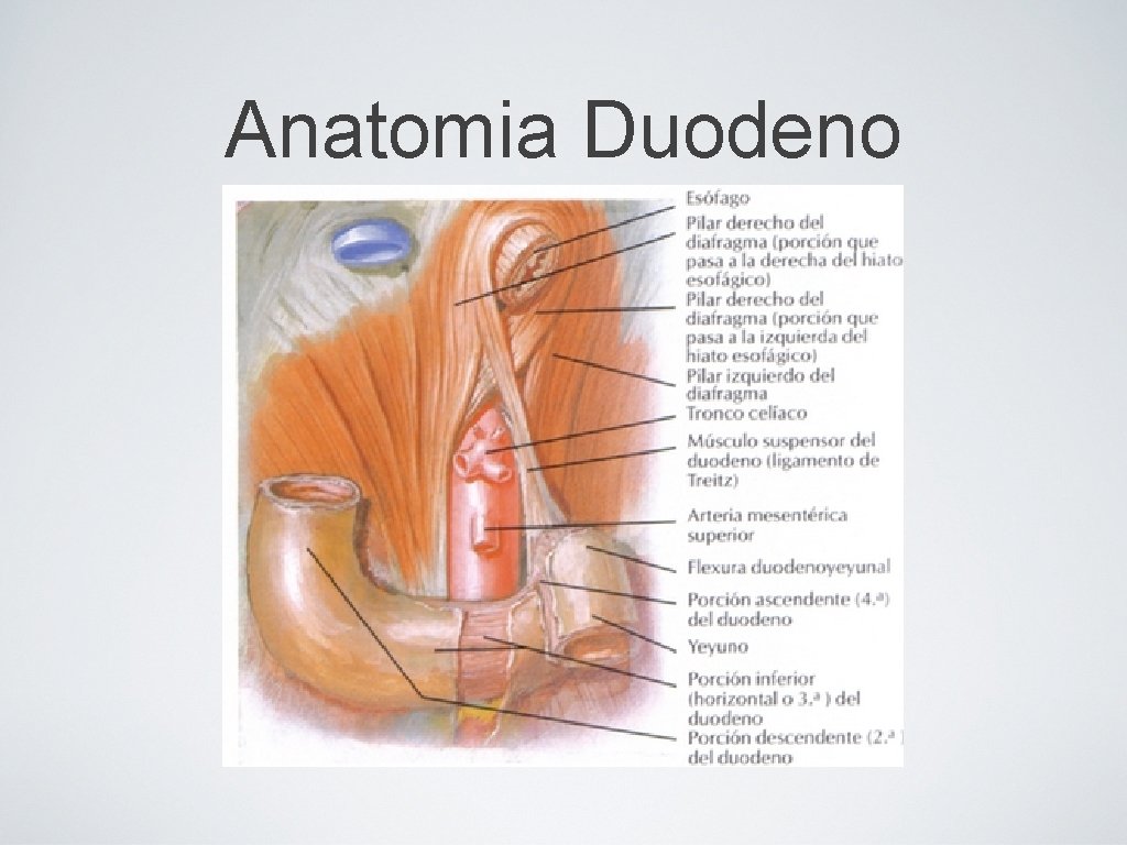 Anatomia Duodeno 