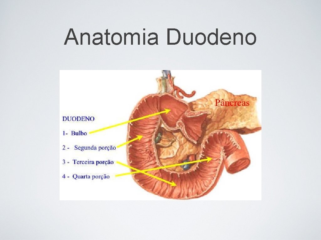 Anatomia Duodeno 