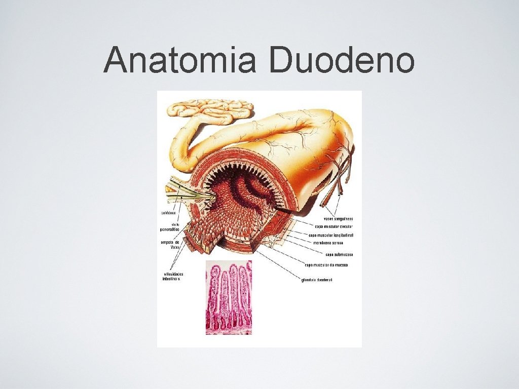 Anatomia Duodeno 