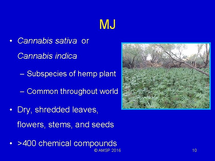 MJ • Cannabis sativa or Cannabis indica – Subspecies of hemp plant – Common