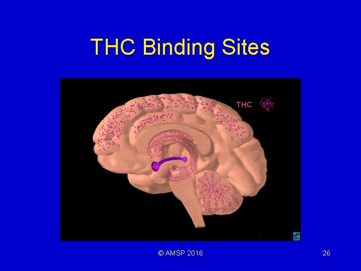 THC Binding Sites © AMSP 2016 26 