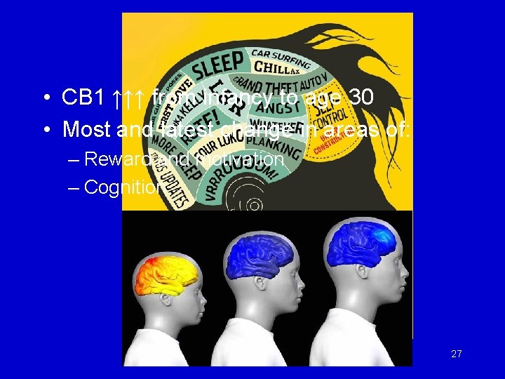Adolescent Brain • CB 1 ↑↑↑ from infancy to age 30 • Most and
