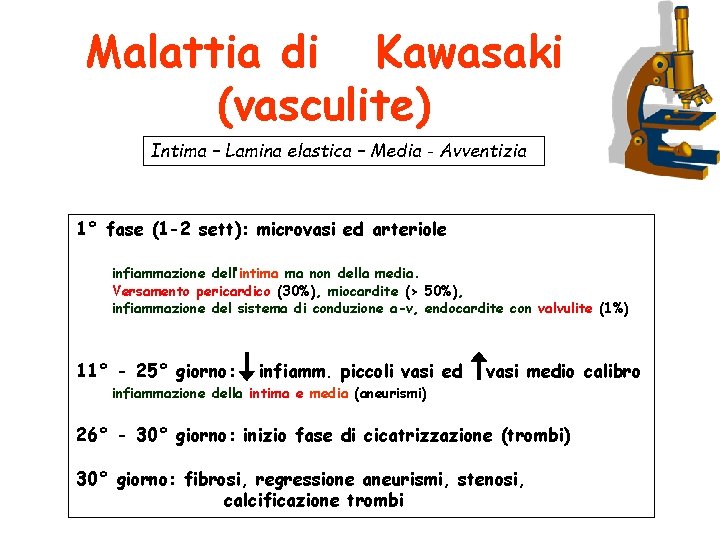 Malattia di Kawasaki (vasculite) Intima – Lamina elastica – Media - Avventizia 1° fase