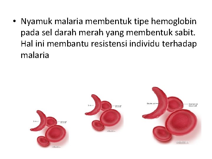  • Nyamuk malaria membentuk tipe hemoglobin pada sel darah merah yang membentuk sabit.