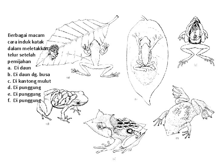 Berbagai macam cara induk katak dalam meletakkan telur setelah pemijahan a. Di daun b.