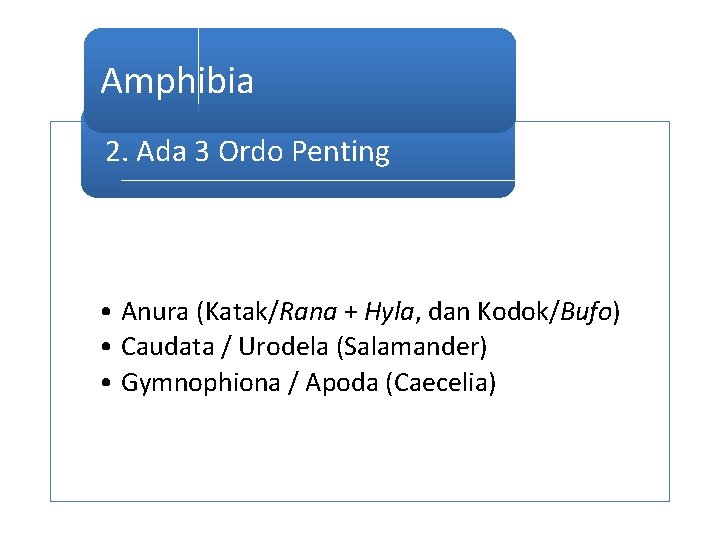 Amphibia 2. Ada 3 Ordo Penting • Anura (Katak/Rana + Hyla, dan Kodok/Bufo) •
