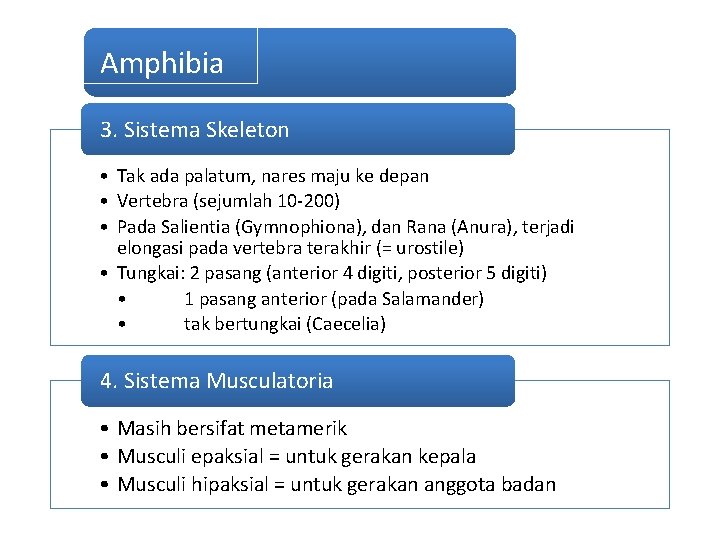 Amphibia 3. Sistema Skeleton • Tak ada palatum, nares maju ke depan • Vertebra