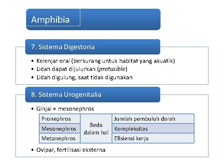 Amphibia 7. Sistema Digestoria • Kelenjar oral (berkurang untuk habitat yang akuatik) • Lidah