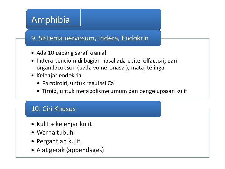 Amphibia 9. Sistema nervosum, Indera, Endokrin • Ada 10 cabang saraf kranial • Indera