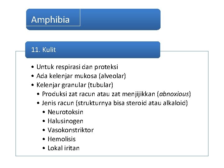 Amphibia 11. Kulit • Untuk respirasi dan proteksi • Ada kelenjar mukosa (alveolar) •