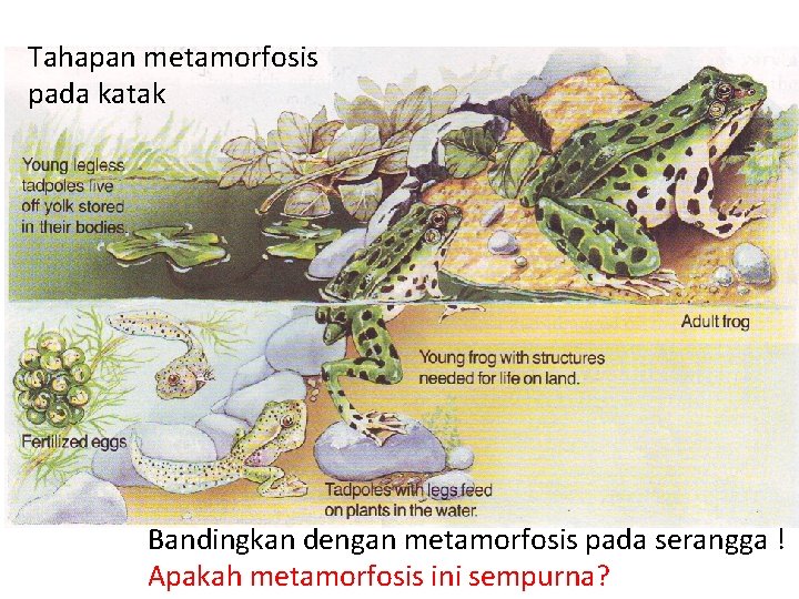 Tahapan metamorfosis pada katak Bandingkan dengan metamorfosis pada serangga ! Apakah metamorfosis ini sempurna?