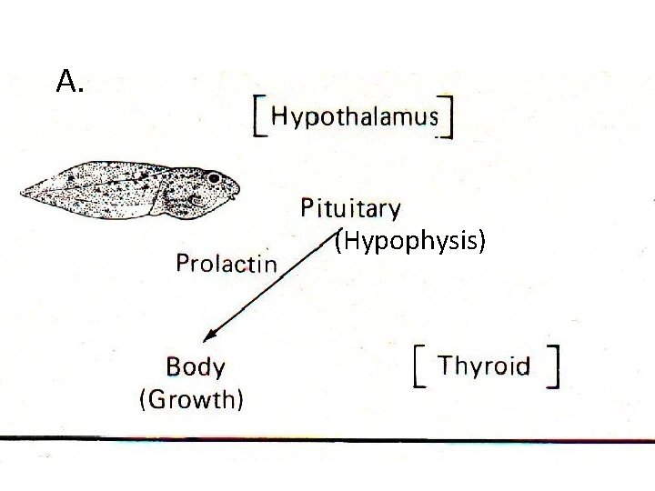 A. (Hypophysis) 