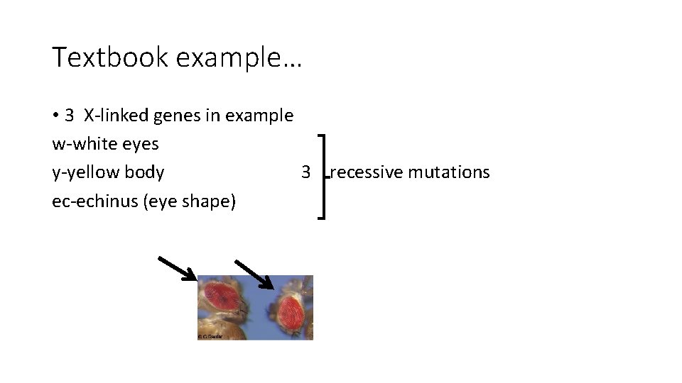Textbook example… • 3 X-linked genes in example w-white eyes y-yellow body 3 recessive