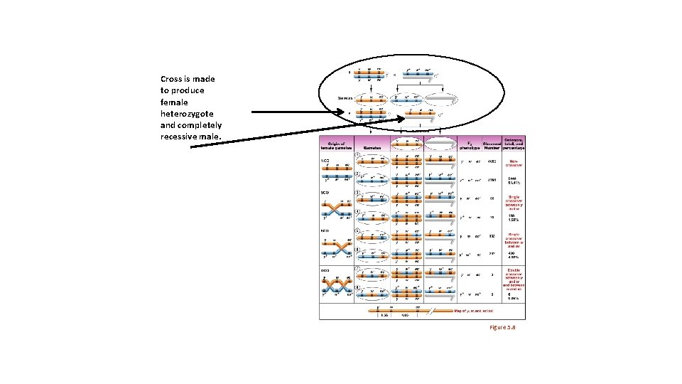 Cross is made to produce female heterozygote and completely recessive male. Figure 5. 8
