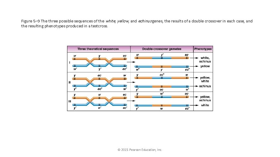 Figure 5– 9 The three possible sequences of the white, yellow, and echinus genes,