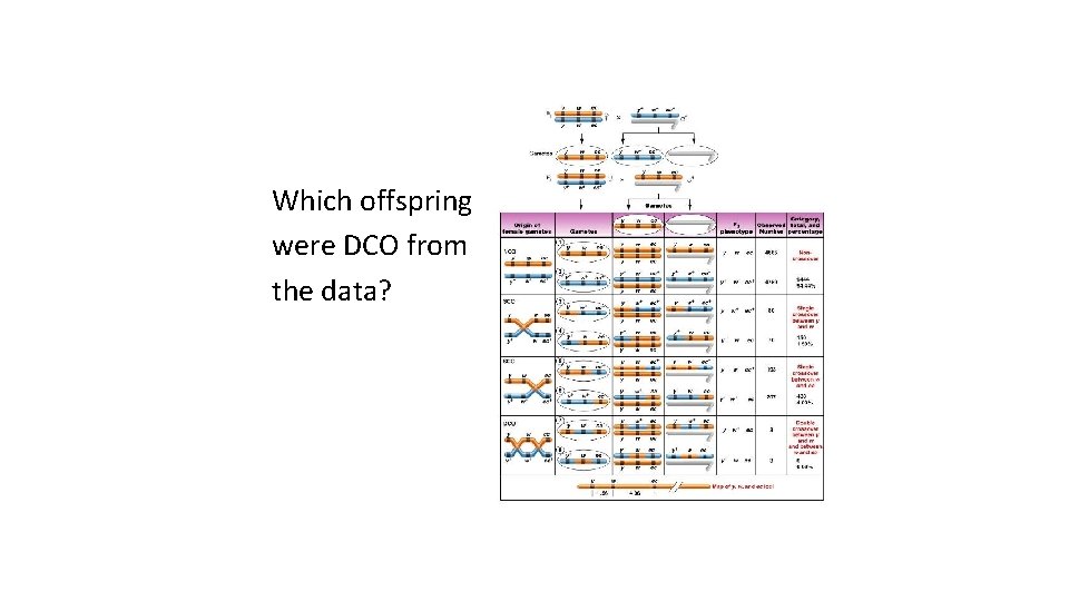 Which offspring were DCO from the data? 