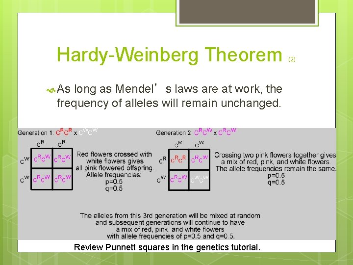 Hardy-Weinberg Theorem As long as Mendel’s laws are at work, the frequency of alleles