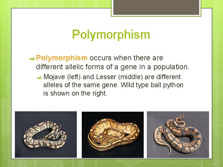 Polymorphism occurs when there are different allelic forms of a gene in a population.