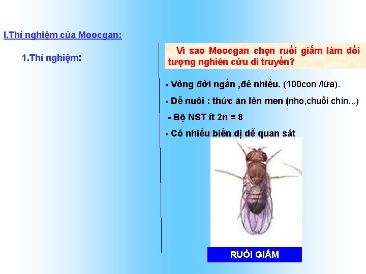 I. Thí nghiệm của Moocgan: 1. Thí nghiệm: Vì sao Moocgan chọn ruồi giấm