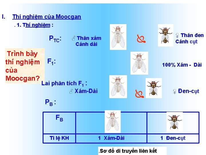 I. Thí nghiệm của Moocgan. 1. Thí nghiệm : PTC: Trình bày thí nghiệm