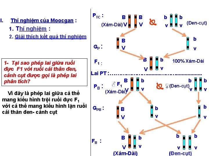 I. Thí nghiệm của Moocgan : 1. Thí nghiệm : 2. Giải thích kết