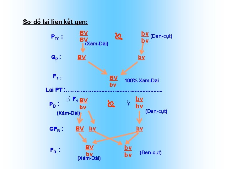 Sơ đồ lai liên kết gen: PTC : BV BV bv (Đen cụt) bv