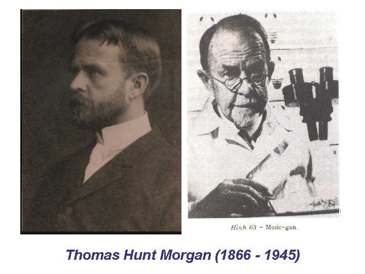 Thomas Hunt Morgan (1866 1945) 