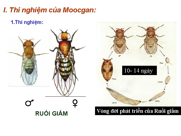 I. Thí nghiệm của Moocgan: 1. Thí nghiệm: 10 - 14 ngày RUỒI GIẤM