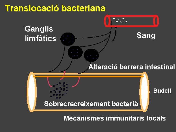 Translocació bacteriana Ganglis limfàtics Sang Alteració barrera intestinal Budell Sobrecrecreixement bacterià Mecanismes immunitaris locals