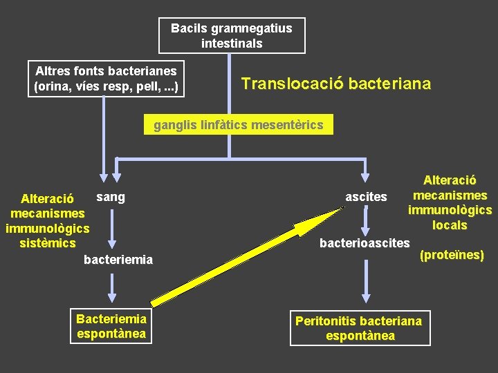 Bacils gramnegatius intestinals Altres fonts bacterianes (orina, víes resp, pell, . . . )