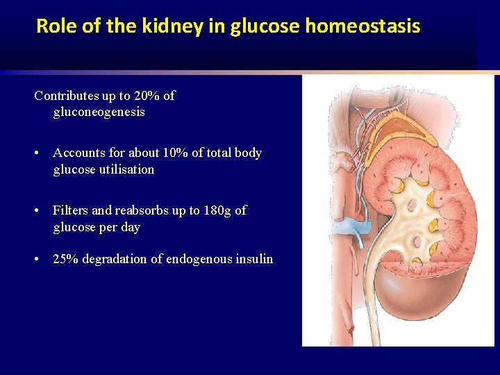 Role of the kidney in glucose homeostasis Contributes up to 20% of gluconeogenesis •