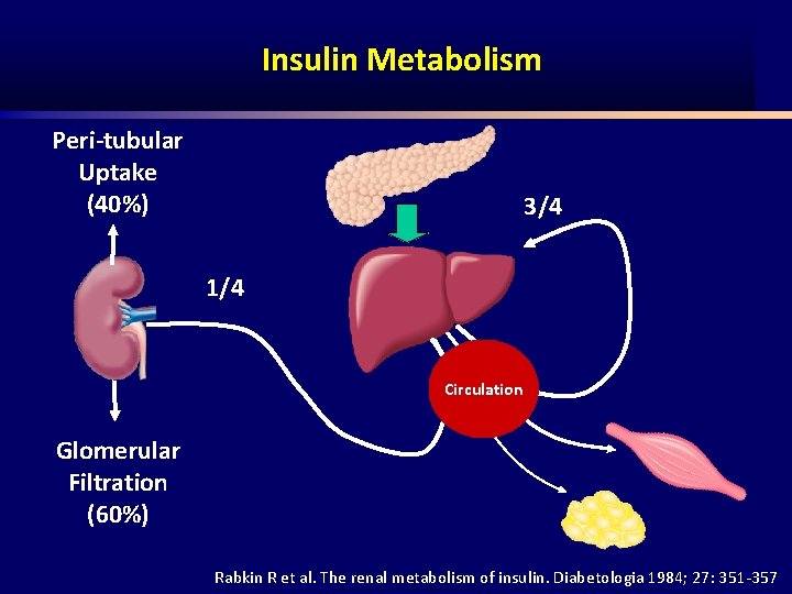 Insulin Metabolism Peri-tubular Uptake (40%) 3/4 1/4 Circulation Glomerular Filtration (60%) Rabkin R et