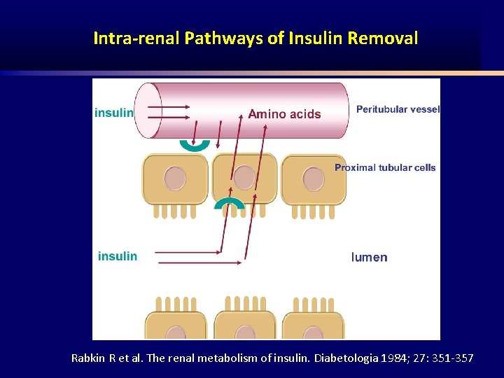 Intra-renal Pathways of Insulin Removal Rabkin R et al. The renal metabolism of insulin.