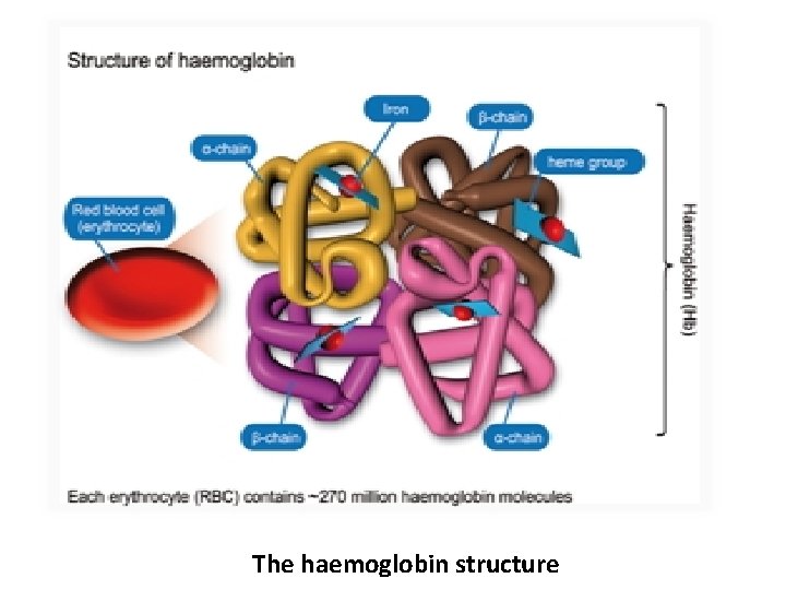 The haemoglobin structure 