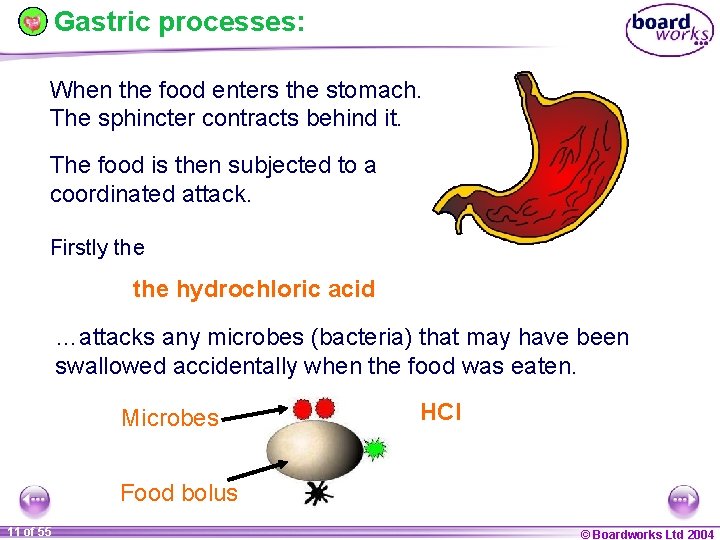 Gastric processes: When the food enters the stomach. The sphincter contracts behind it. The