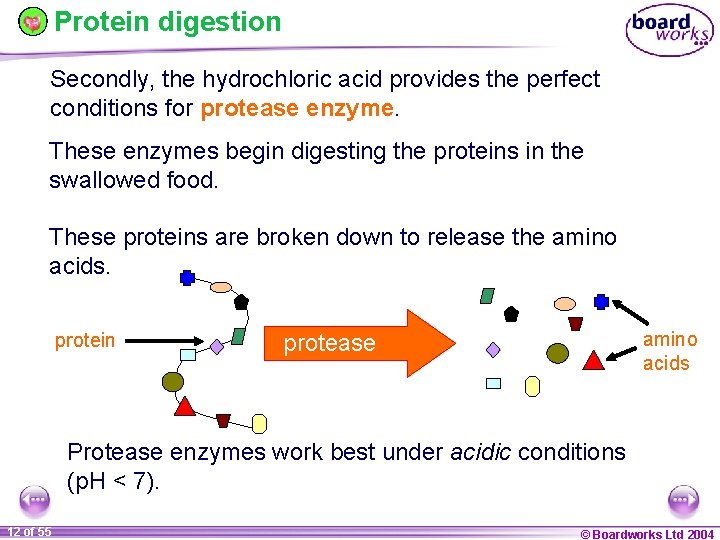 Protein digestion Secondly, the hydrochloric acid provides the perfect conditions for protease enzyme. These