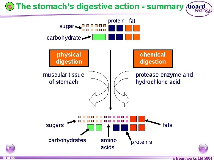 The stomach’s digestive action - summary sugar protein fat carbohydrate physical digestion chemical digestion