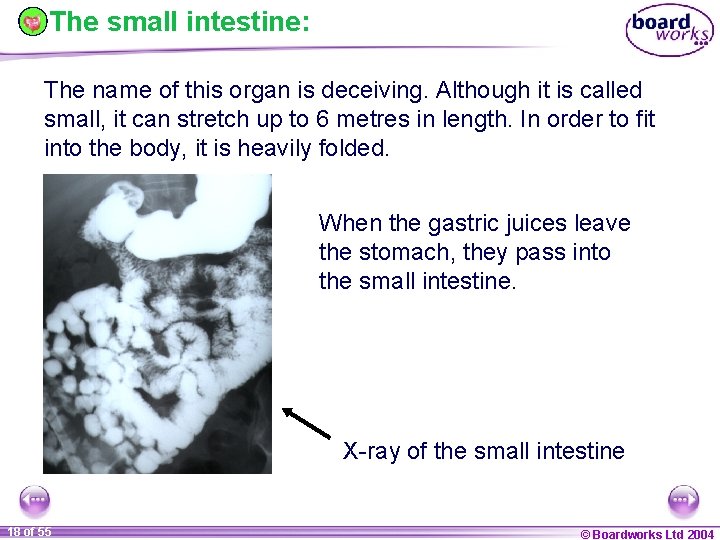 The small intestine: The name of this organ is deceiving. Although it is called