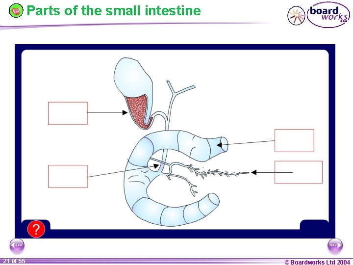 Parts of the small intestine 21 of 55 © Boardworks Ltd 2004 