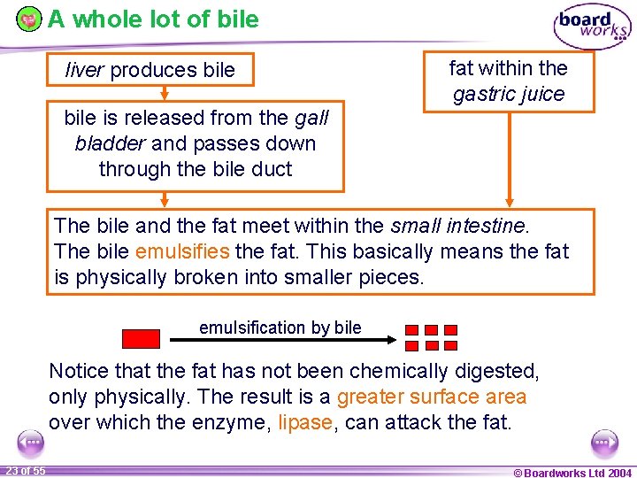 A whole lot of bile liver produces bile fat within the gastric juice bile