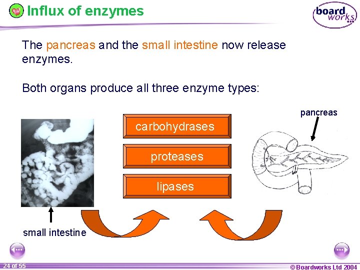 Influx of enzymes The pancreas and the small intestine now release enzymes. Both organs
